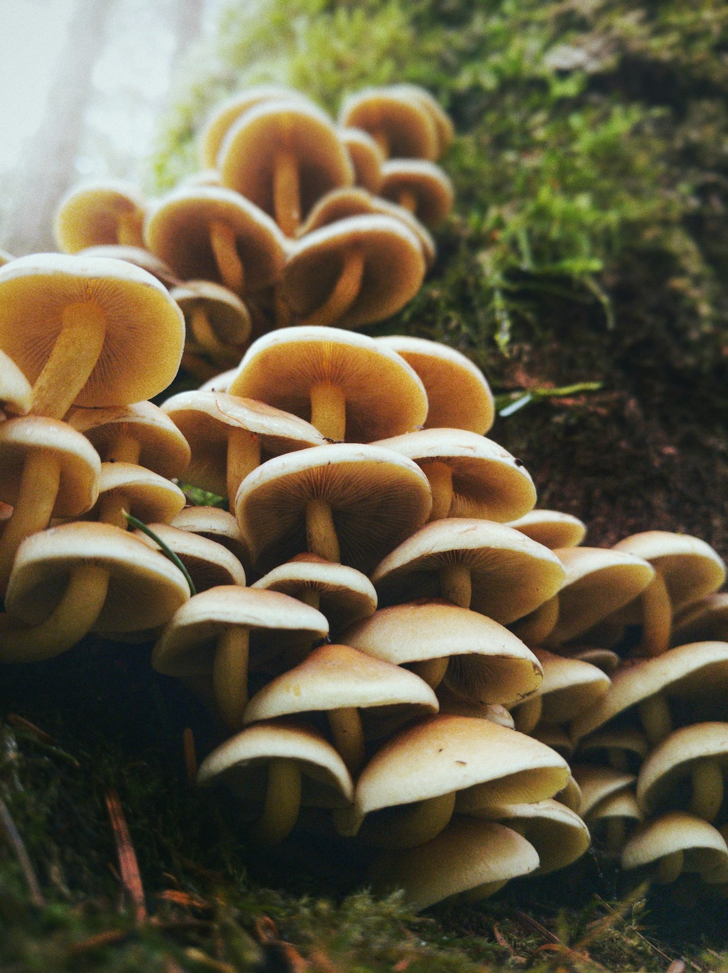The Role of Mycelium Networks in Creative Communities