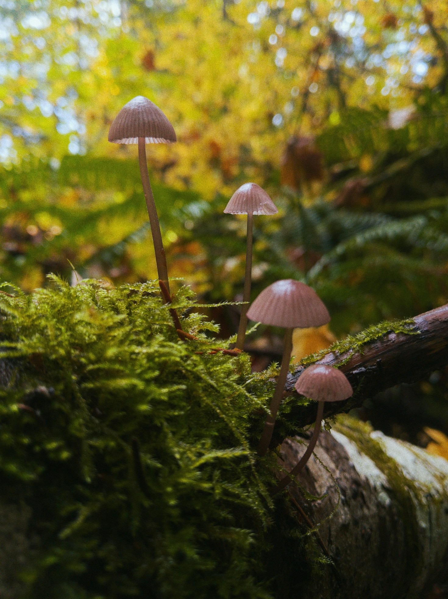 Behind the Scenes of Spores Magazine’s Creative Vision